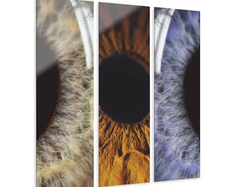 Optometry Clinic Wall Art for Optometrist Office & Ophthalmology Ophthalmologist Decor Human Iris OD OMD Gift Optical Eye Anatomy Print