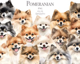 Pomeranian dogs clipart png digital download, Pom spitz watercolor images, dog breed bundle, clipart set, commercial pod