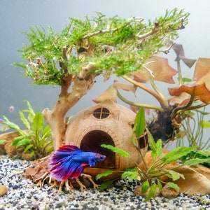 Coconut Shell Fish Cave With Driftwood Bonsai, Aquarium Hideout, Coconut Cave, Fish Tank Cave, Cichlid Cave, Betta Fish Cave, Shrimp Cave