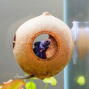 Grot Kokosnootschilgrot met zuignap gemonteerd op de muur van het aquarium, betta-zuighuid, cichlidengrot, aquariumgrot, garnalengrot