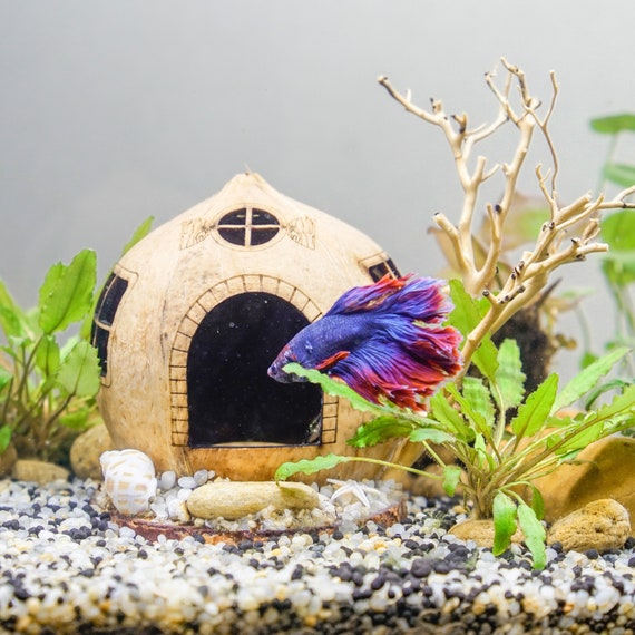 Aquarium Coconut Cave Rea With Driftwood Bonsai for Betta Cave Cichlid Cave Betta Fish Hide Cave Shrimp Cave Aquarium Decoration Etsy Canada