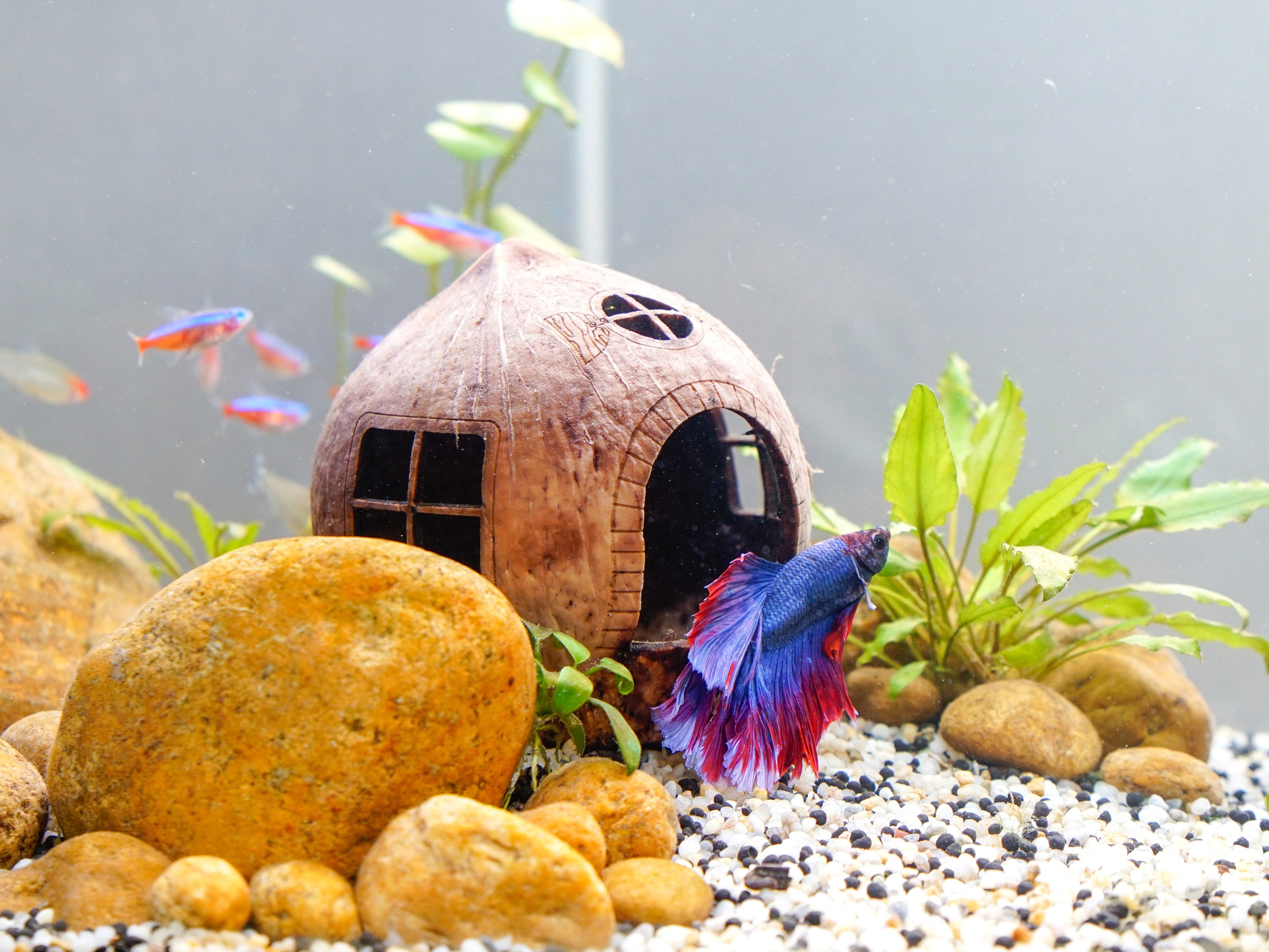 Buy Aquarium Accessories Online In India -  India