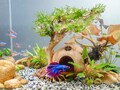Coconut Shell Fish Cave With Driftwood Bonsai, Aquarium Hideout, Coconut Cave, Fish Tank Cave, Cichlid Cave, Betta Fish Cave, Shrimp Cave product logo