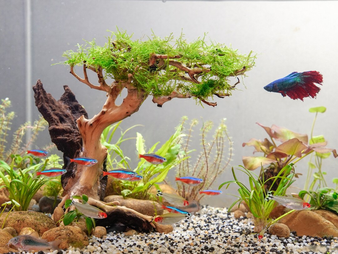 Aquarium Driftwood Moss Bonsai Tree Aquascape, Driftwood Bonsai