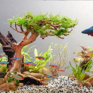 Décoration d'aquarium bonsai mill : L26xl16,5xH20,5 cm avec bulleur