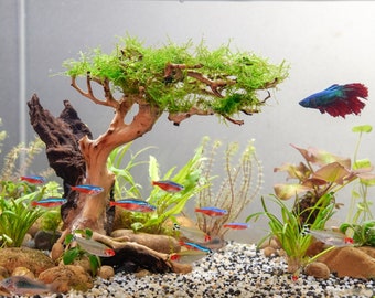 Aquarium Driftwood Moss Bonsai Tree Aquascape, Driftwood Bonsai, Terrarium Aquarium Tank Decor, Betta Fish Moss Tree, Reptile Habitat Decor