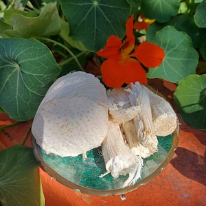 Synaptolepis Kirkii / African Dreaming herb. 100 grams powdered.