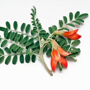 best herbal plants Medicinal Herb Garden Seed Collection