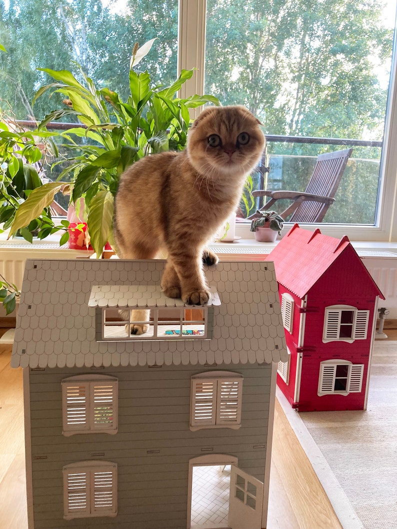 May include: A brown and white Scottish Fold cat sits on the roof of a light gray dollhouse with a red dollhouse in the background.