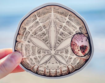 GIANT Sand Dollar Vinyl Sticker: Waterproof Beach Decal
