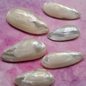 May include: Six iridescent, pearlescent seashells with a smooth, glossy texture. The shells are a creamy white color with subtle hints of pink and gray, arranged on a pink and purple background.