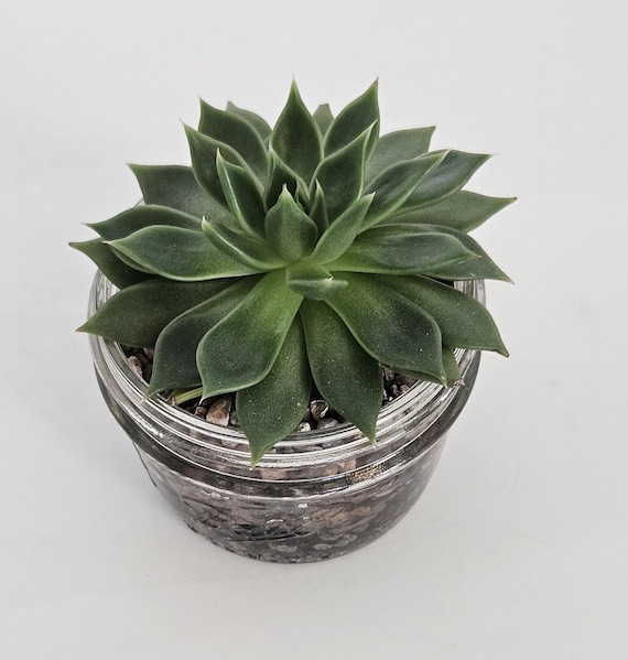 Molded Wax Agave - 4" - Etsy