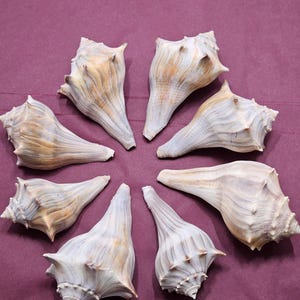 May include: Eight conch shells arranged in a circle on a purple background. The shells have a natural, textured appearance with shades of white, beige, and brown. The shells are spiraled and have a pointed end.