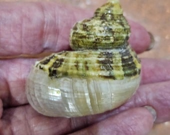Turbo Bruneus Banded Seashells