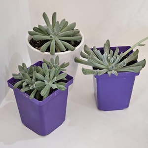 Topsy Turvy - 2&quot;, 3&quot;, and 4&quot; Pots
