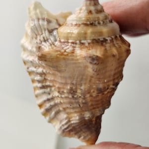 May include: A natural seashell with a spiral shape, featuring a mix of beige, brown, and white tones. The shell has a textured surface with ridges and a pointed end. The shell is held between two fingers.
