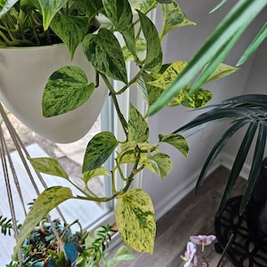 May include: Close-up of a pothos plant with variegated green and yellow leaves. The plant is in a white hanging pot, with other plants visible in the background. The leaves have a speckled pattern.