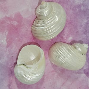 Pearlized Turbo Shells -              Polished Silvermouth Turbo