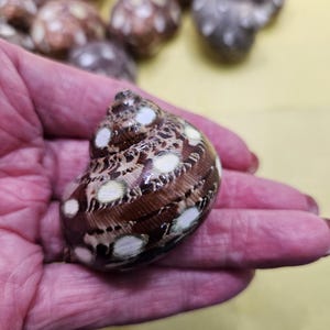 May include: A close-up of a brown and white seashell with a spiral shape. The shell has a glossy finish and is held in a hand. Other shells are visible in the background. The shells have a natural, organic appearance.