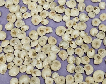 May include: A collection of small, off-white seashells scattered across a purple surface. The shells vary in size and shape, with visible spiral patterns and openings. The overall arrangement creates a natural, textured display.