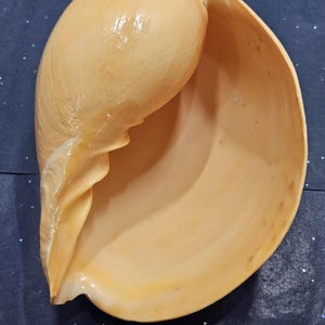 May include: A large, beige seashell with a smooth, glossy exterior. The shell has a curved shape with a wide opening, showcasing the interior's lighter hue. The shell's texture is visible, with subtle ridges and variations in color.