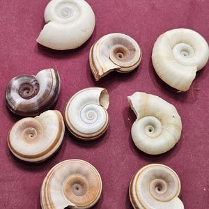 May include: A collection of nine spiral-shaped seashells in various sizes and colors. The shells range from solid white to cream and brown, with visible growth lines. The shells are arranged on a dark pink surface.