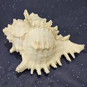 May include: A large, cream-colored seashell with a textured surface and intricate, spiky edges. The shell has a natural, organic shape and is displayed against a dark blue background with small, white speckles.