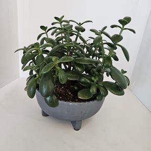 May include: A green succulent plant in a gray ceramic pot with three legs. The pot has a textured surface.