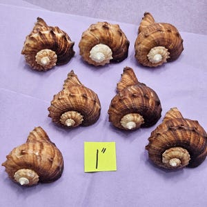 May include: Seven brown and tan seashells with a white base are arranged on a purple surface. A yellow sticky note with the text "1" is in the image. The shells are approximately 1 inch in diameter.