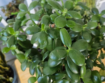 Jade Plants - 2", 3", and 4" Pots