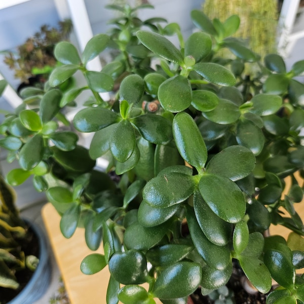 Jade Plants - 2", 3", and 4" Pots