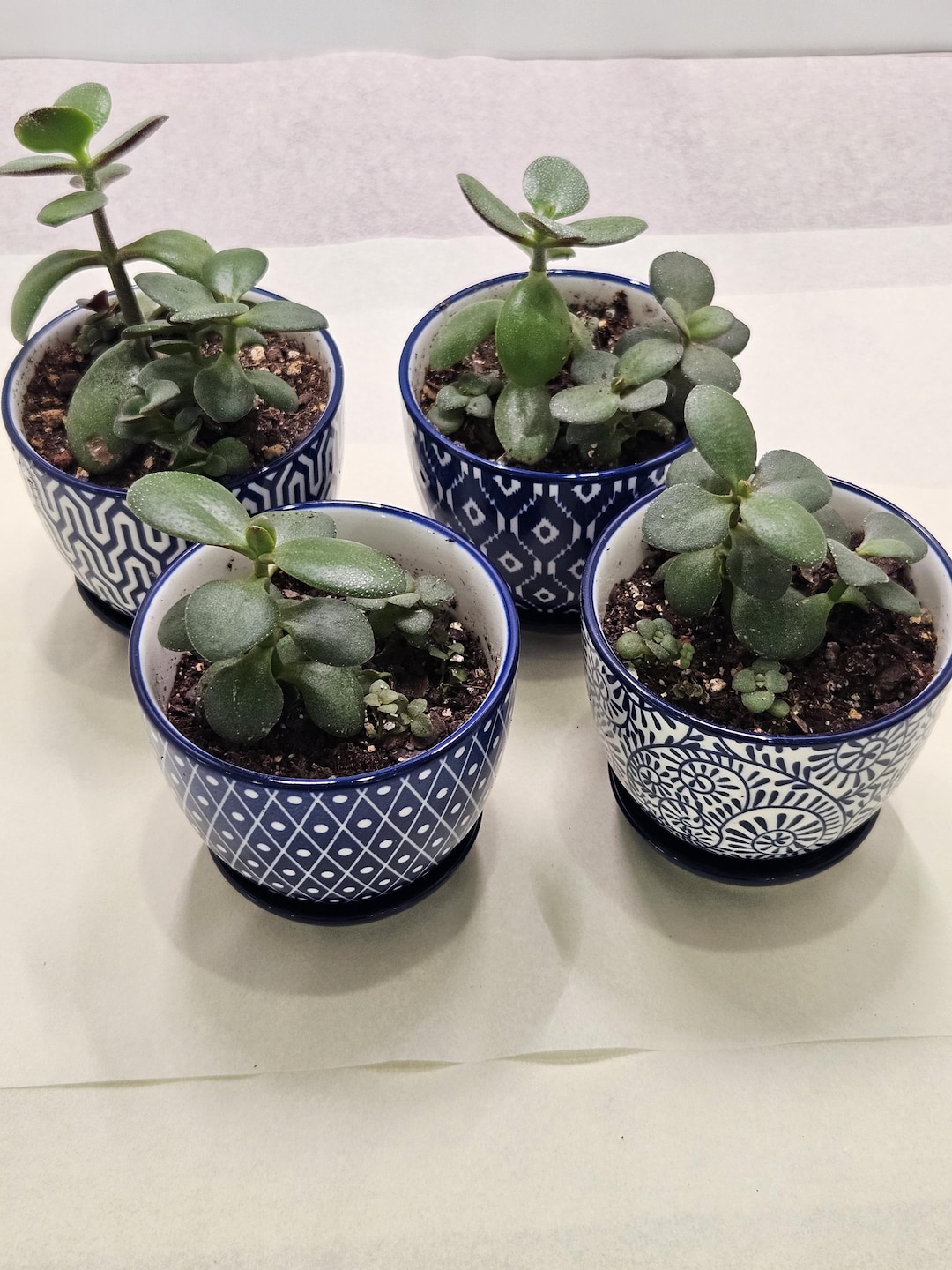 4-jade-plants-in-blue-white-ceramic-pots-money-good-luck