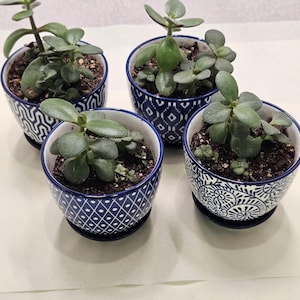 May include: Four small jade plants in decorative blue and white patterned ceramic pots. The plants have thick, green, oval-shaped leaves and are potted in dark soil. Each pot sits on a matching saucer.