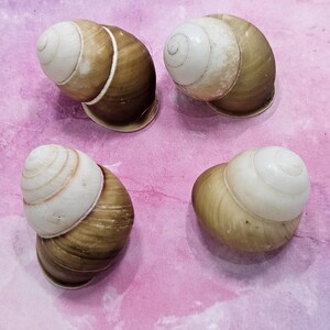 May include: Four snail shells with a spiral design. The shells have a cream-colored top and a brown and tan body. The shells are arranged on a pink background.