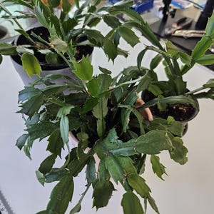 May include: Overhead shot of three potted Christmas cactus plants. The plants have segmented, green, leaf-like stems with serrated edges. The pots are in shades of gray and terracotta. The plants are on a white surface.