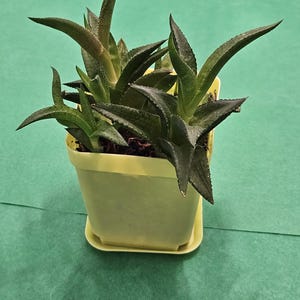 May include: A small succulent plant with dark green, pointed leaves in a square, light yellow pot. The plant has multiple stems and leaves, and the pot sits on a matching saucer. The background is a solid green color.