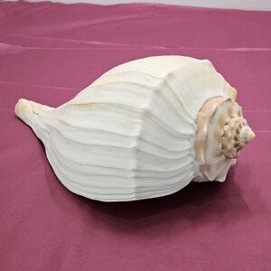 Giant Knobbed Whelk - Busycon carica
