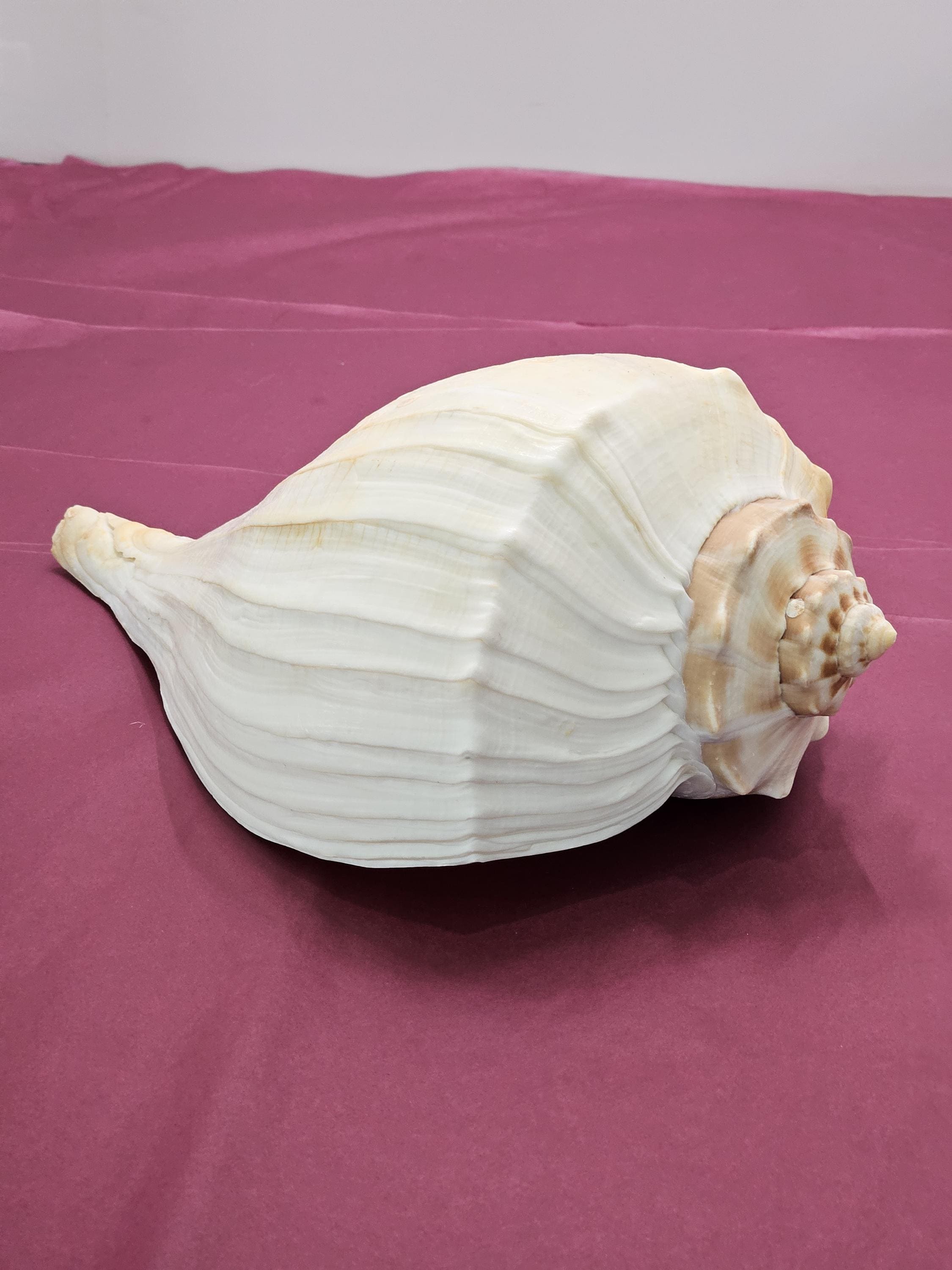 置物 atrantic whelk shell North Atlantic Whelk Shells, Knobbed