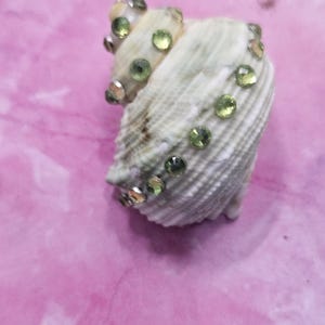 Turbo Shells - Turbinidae