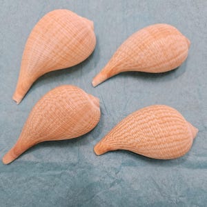 May include: Four light tan seashells with a textured surface and a teardrop shape. The shells are arranged on a blue-green background. Each shell has a pointed end and a wider, rounded body.