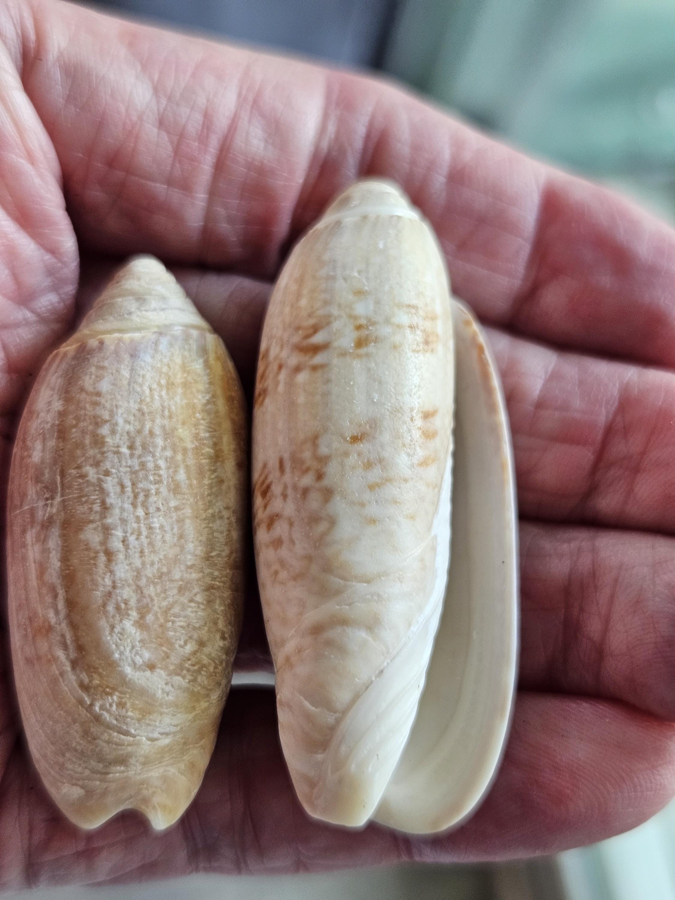Vintage Lettered Olive Shells - Oliva Sayana - From 2+" to 1/4 ...
