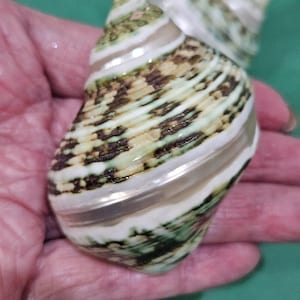May include: A close-up of a sea shell with a spiral shape. The shell has a mix of colors, including white, green, and brown. The shell is held in a hand.