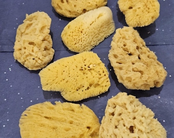 Natural Sea Sponges - Phylum Porifera - 2 1/2" to 3"