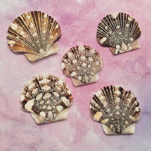 Flat Pixie Scallop Seashells  -          Baby Flat Shells