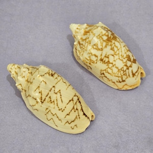 May include: Two beige seashells with brown zigzag patterns. The shells are elongated and have a spiral shape, with a smooth, glossy texture. The shells are on a light purple surface.