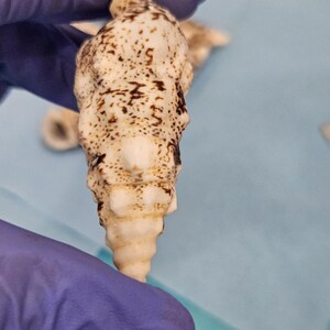 May include: A cream-colored seashell with brown spots and markings. The shell has a spiral shape and a textured surface. The shell is held by a gloved hand against a light blue background. Other shells are visible in the background.