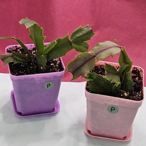 May include: Two small potted plants with green leaves and purple-tinged edges. The plants are in square, light purple and pink pots with matching saucers. Each pot has a white label with a black "P" on it. The background is a solid pink.