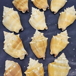 May include: An assortment of seashells with a spiral shape and varying shades of tan and cream. The shells are arranged on a dark blue surface, showcasing their natural textures and forms. Ideal for coastal decor or craft projects.