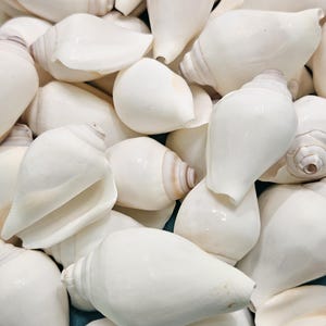 May include: A collection of white seashells with smooth, glossy surfaces. The shells vary in shape, with some having a conical form and others a more rounded appearance. The shells are a natural, off-white color, and are piled together.