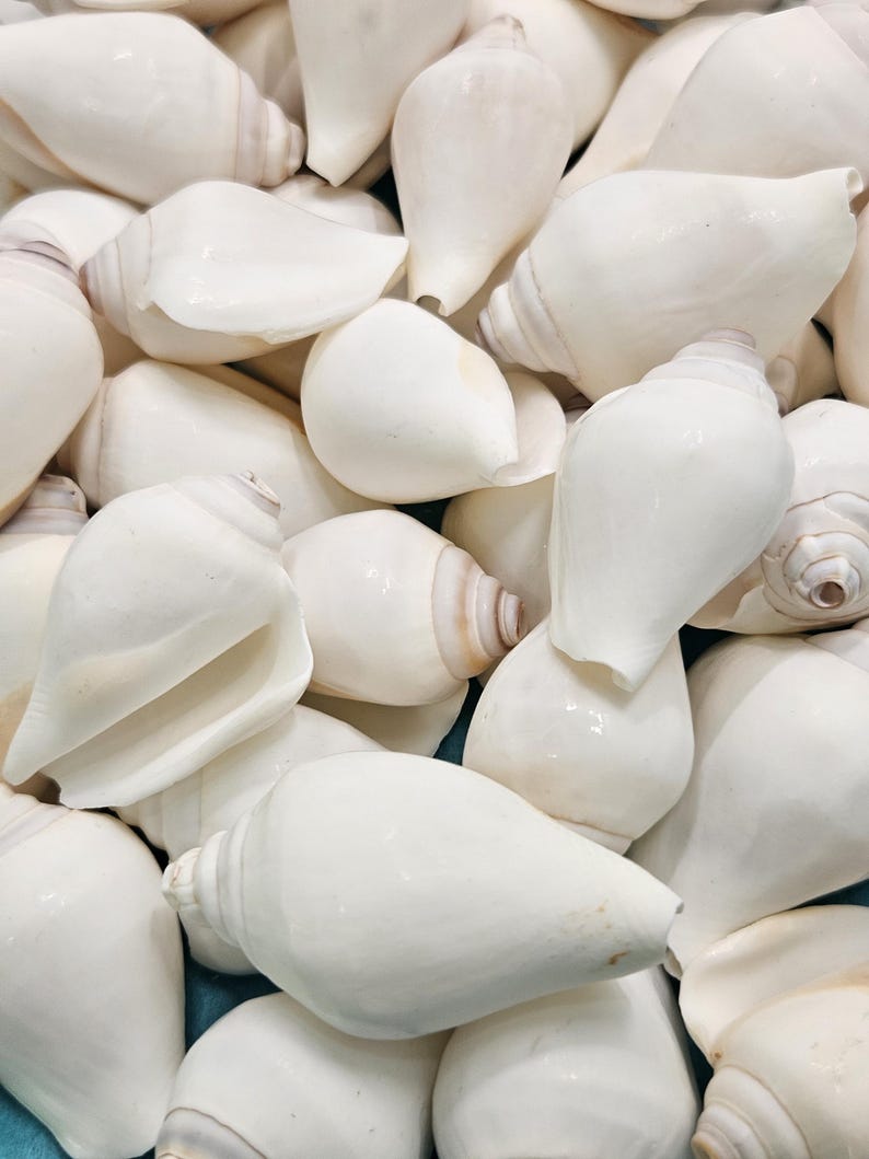 Vary Shell White Canariums Also Known as a Dog Conch/strombus Canarium - Etsy